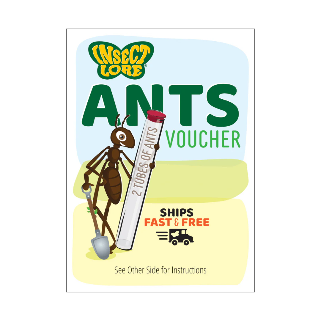 Ant Hill™ with Prepaid Voucher for Live Ants - Image 3