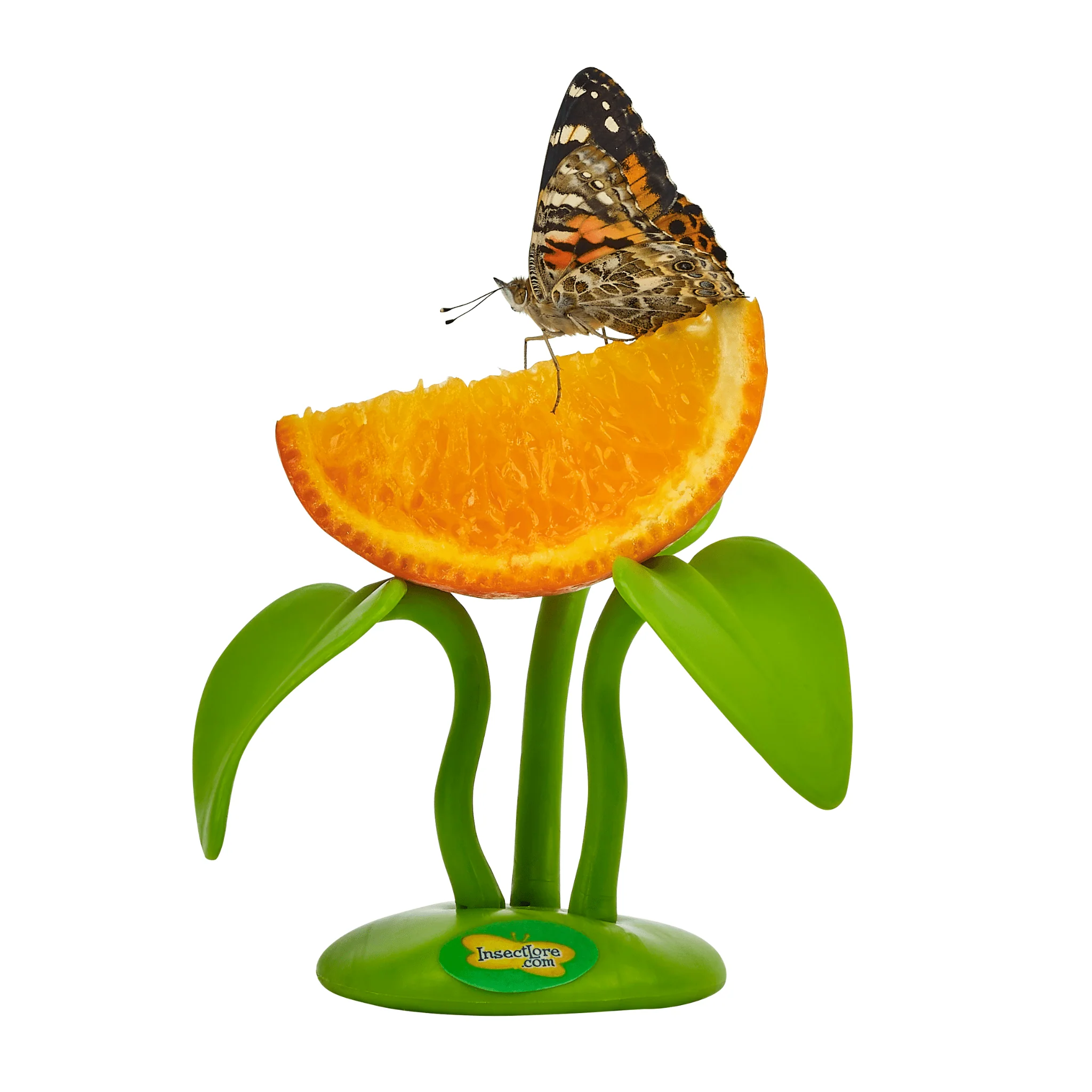 Butterfly Fruit Feeder - Special Offer! - Image 4