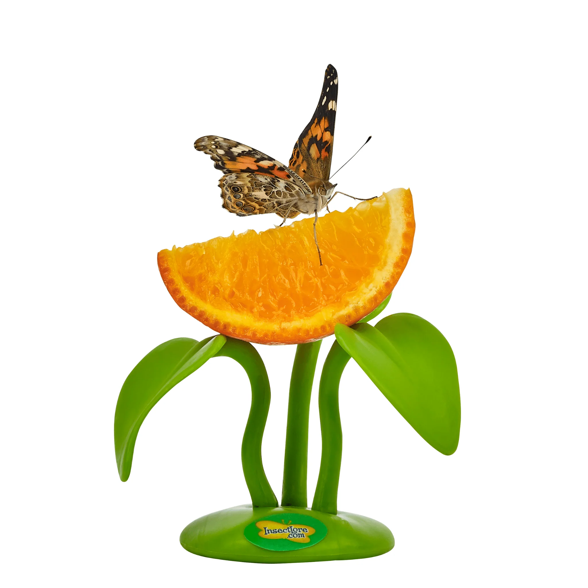 Butterfly Fruit Feeder - Special Offer! - Image 3