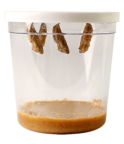 Butterfly Garden® With Two Cups of Caterpillars™ - Image 5