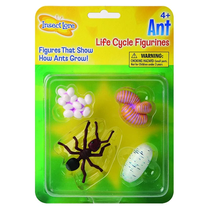 Ant Life Cycle Stages Special Offer! - Image 2