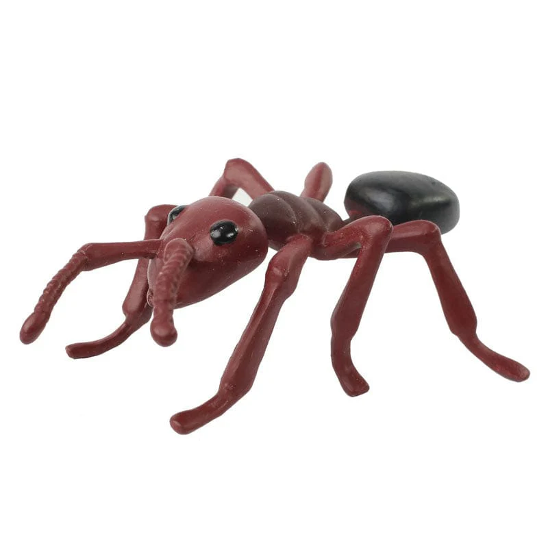 Ant Life Cycle Stages Special Offer! - Image 6