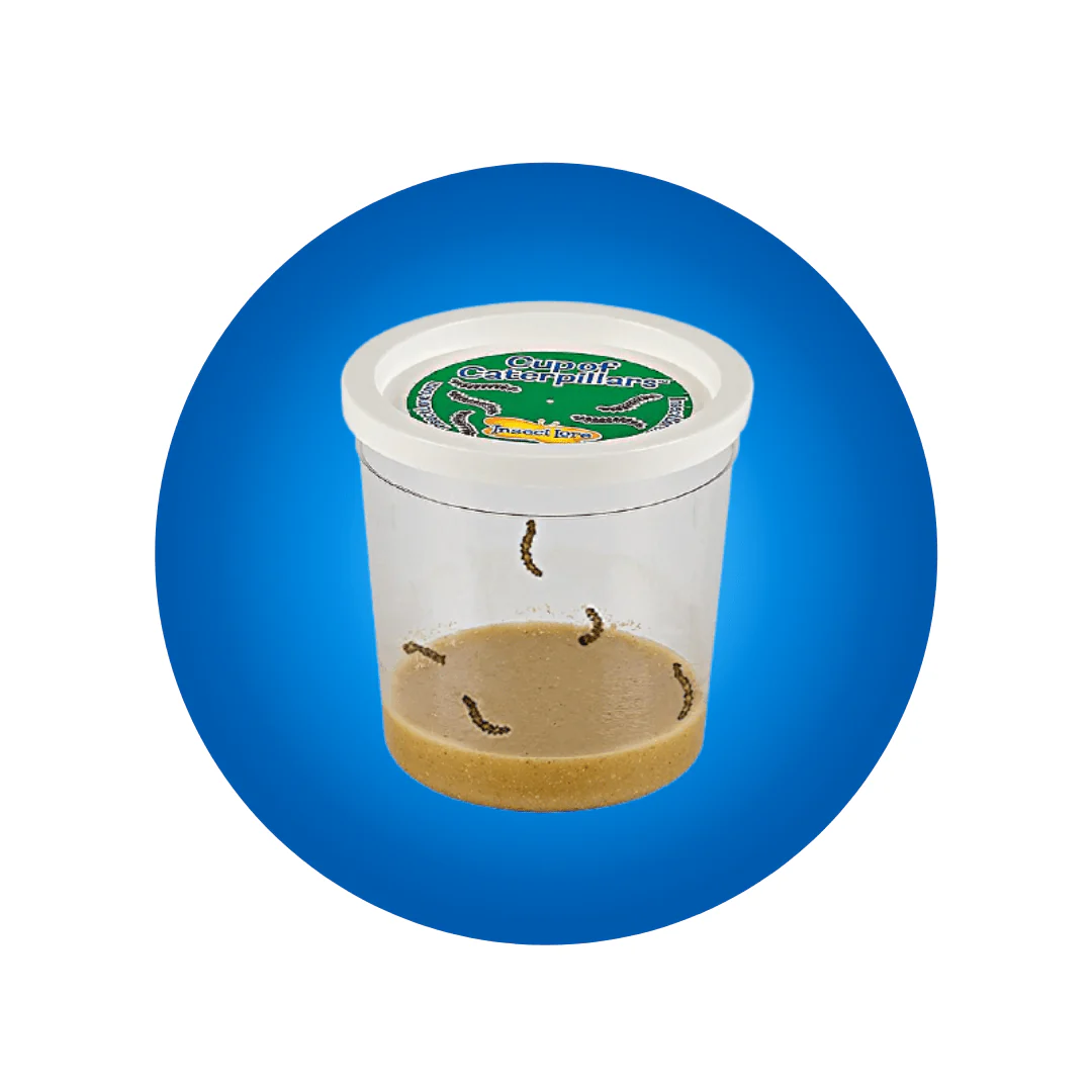 Cup of Caterpillars - Prepaid Show Special Redemption