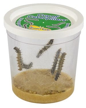 Cup Of Caterpillars Redemption - $8.95 - Image 5