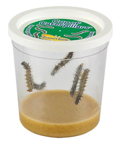 Cup Of Caterpillars™ - Image 5