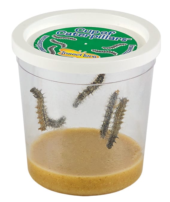 Cup Of Caterpillars Redemption - $7.95 - Image 5