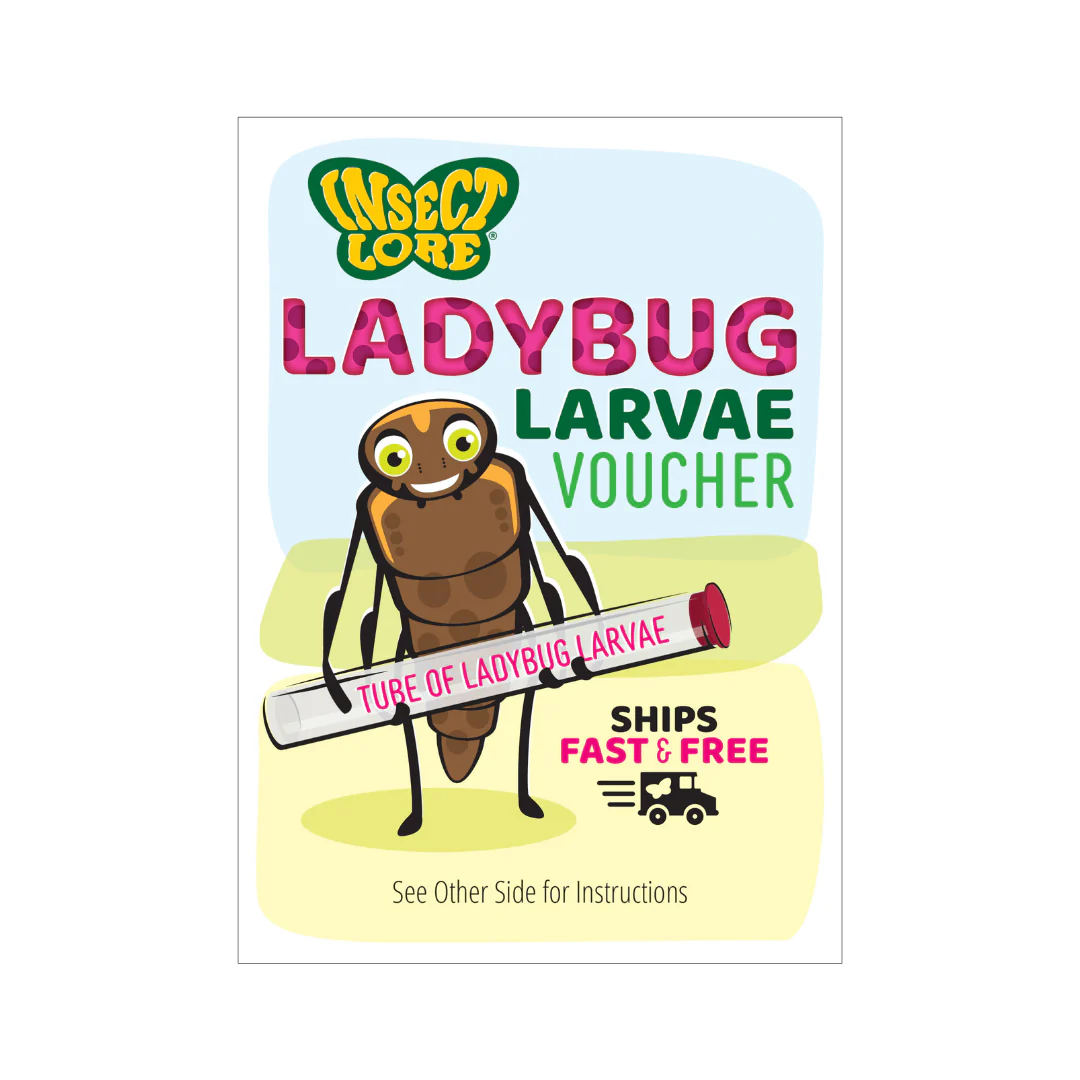 Ladybug Land® With Prepaid Voucher - Image 5