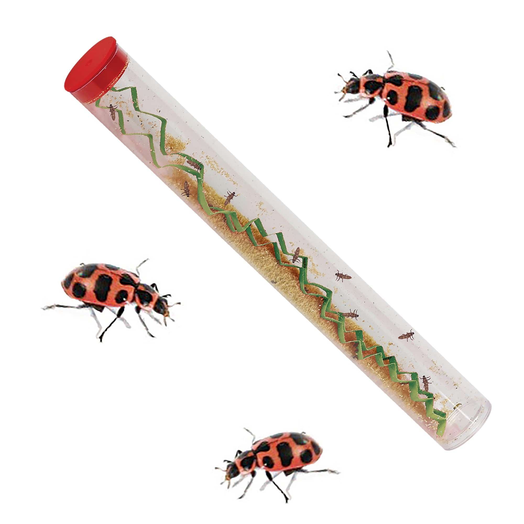 Ladybug Land® With Live Ladybug Larvae - Image 3