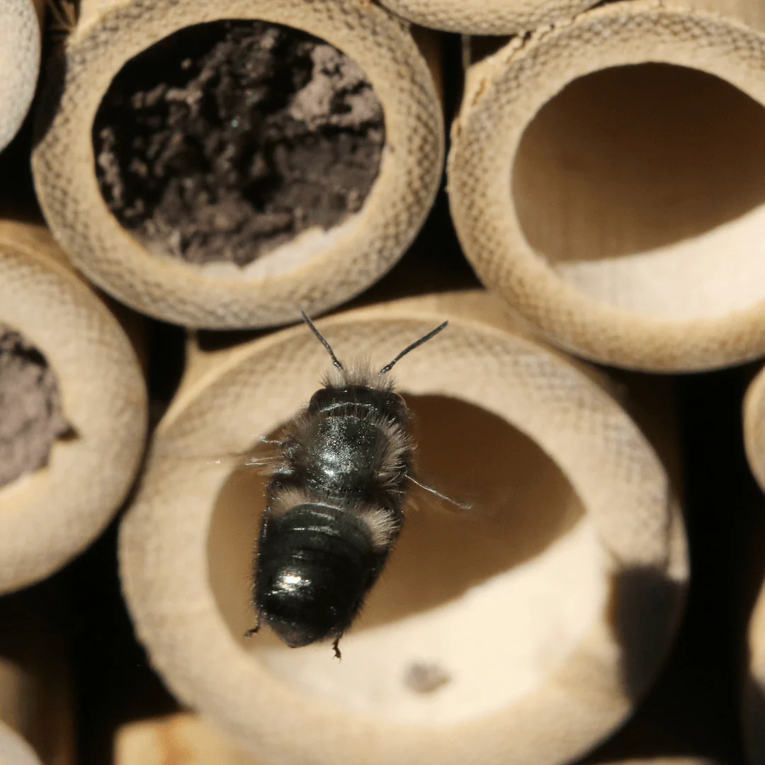 Native Bee Hangable Habitat - Image 6