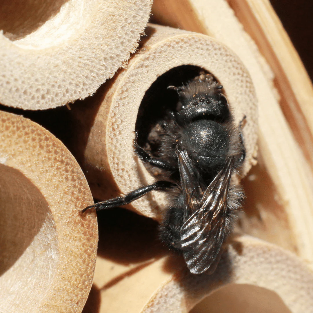 Native Bee Hangable Habitat - Image 7