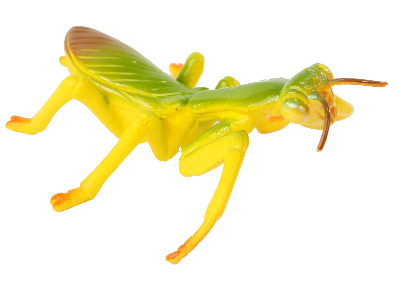 Praying Mantis Life Cycle Stages - Image 6