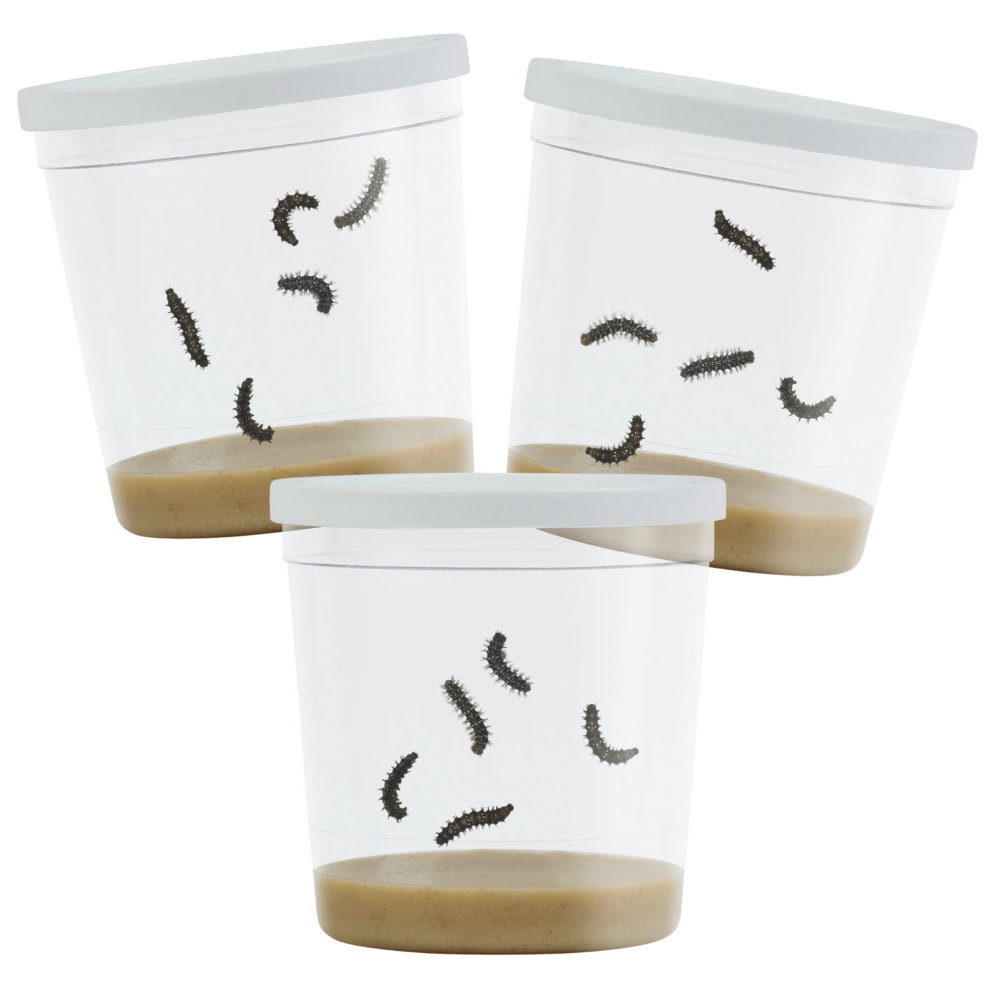 Three Cups Of Caterpillars - Special Offer!