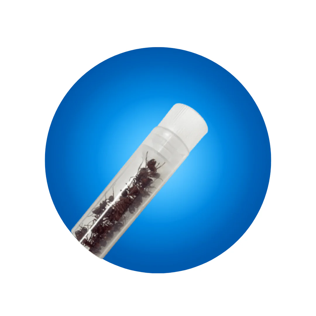 Tube of 25 Live Ants [Prepaid Redemption]