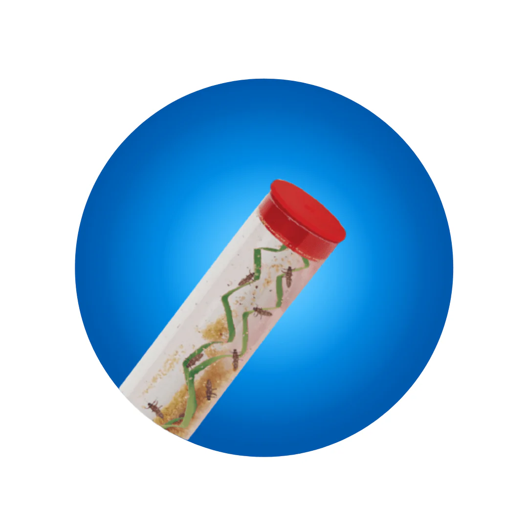 Tube of Ladybug Larvae - $10.95 Redemption