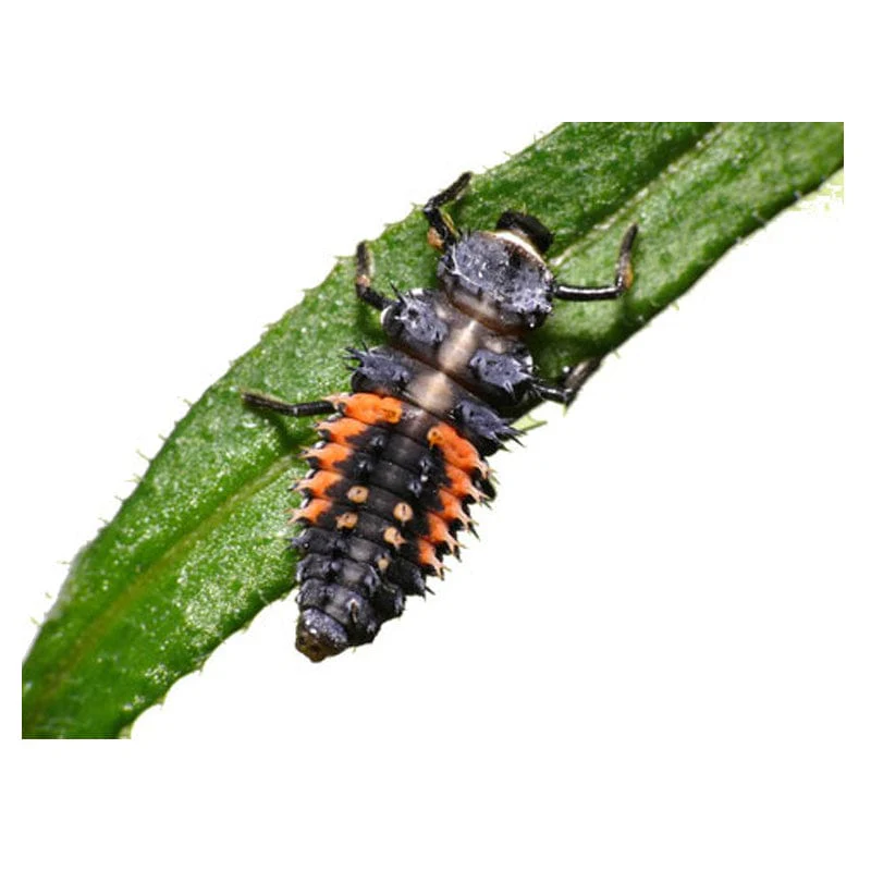 Tube of Ladybug Larvae Redemption - $7.95 - Image 3