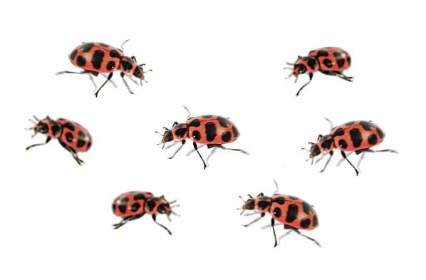 Tube of Ladybug Larvae Redemption - $7.95 - Image 4