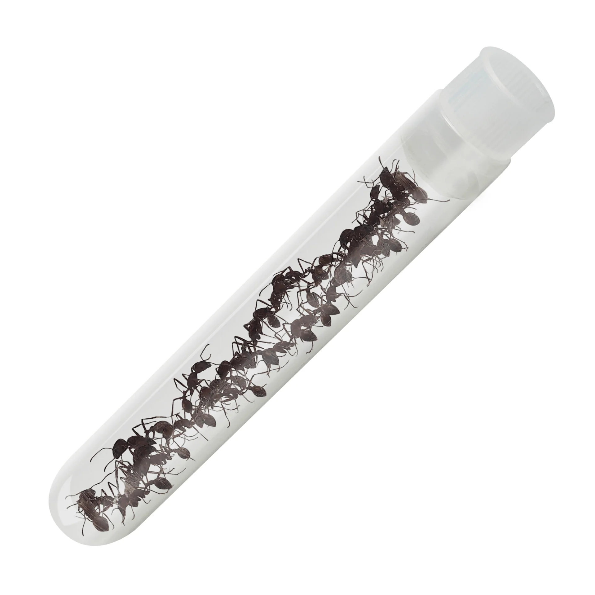 Tube of Live Ants - Special Offer!