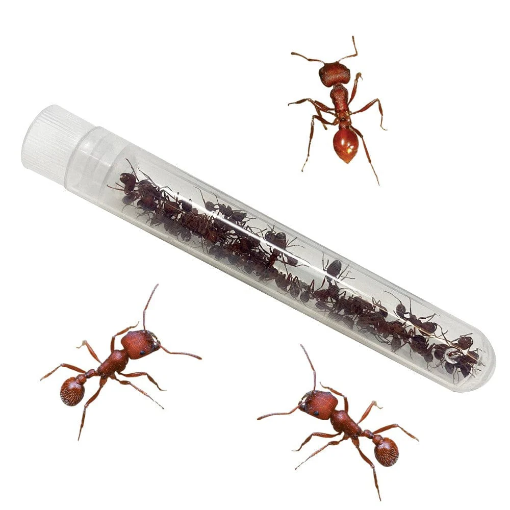 Tube of Live Ants - Special Offer! - Image 2