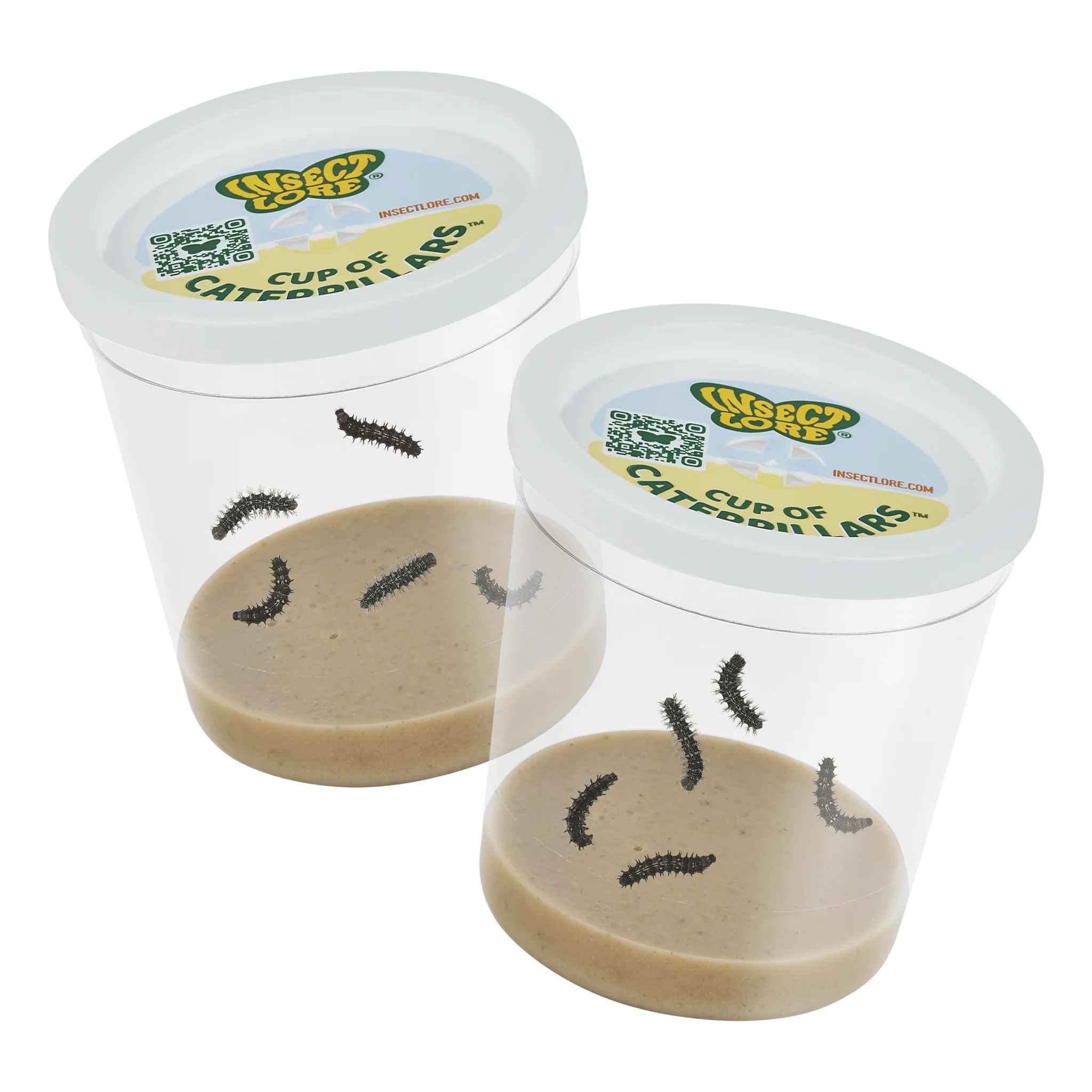Two Cups Of Caterpillars - Special Offer!