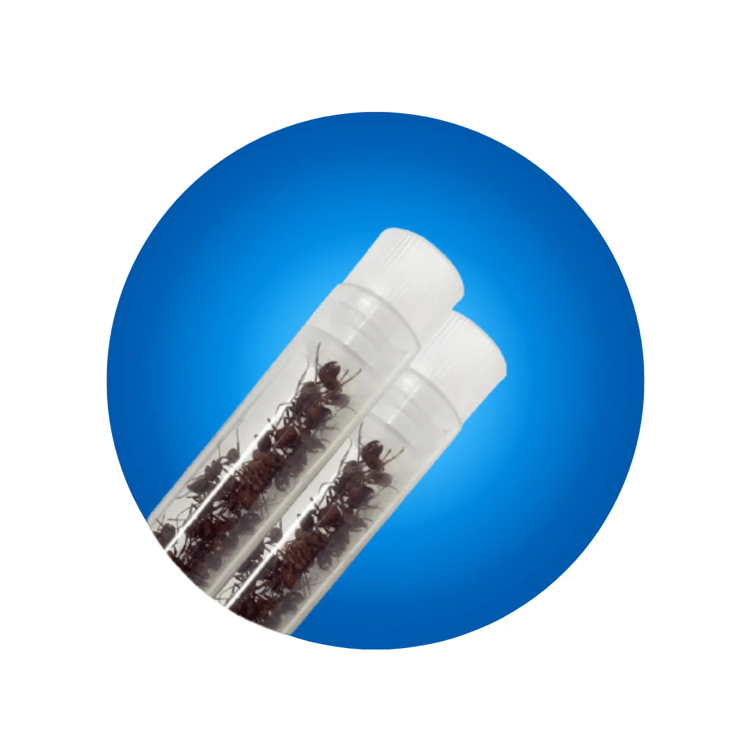 Two Tubes of Live Ants (Redemption)