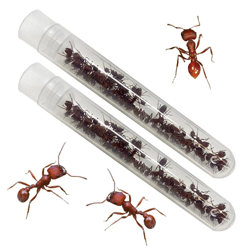 Two Tubes of Live Ants (Redemption) - Image 2